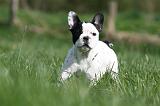 BOULEDOGUE FRANCAIS 1079